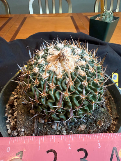 Stenocactus crispatus large plant from collection 119