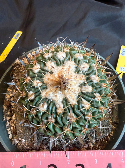 Stenocactus crispatus large plant from collection 119