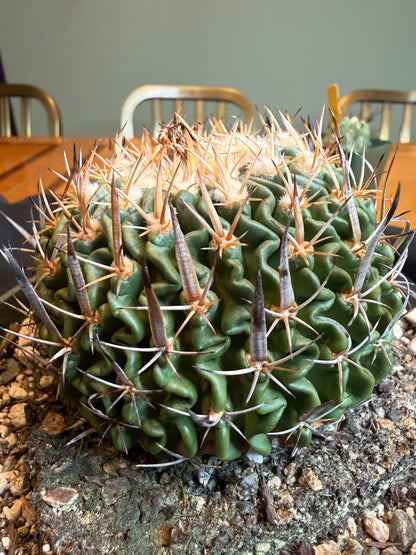 Stenocactus crispatus large plant from collection 119