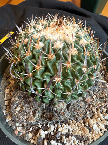 Stenocactus crispatus large plant from collection 119