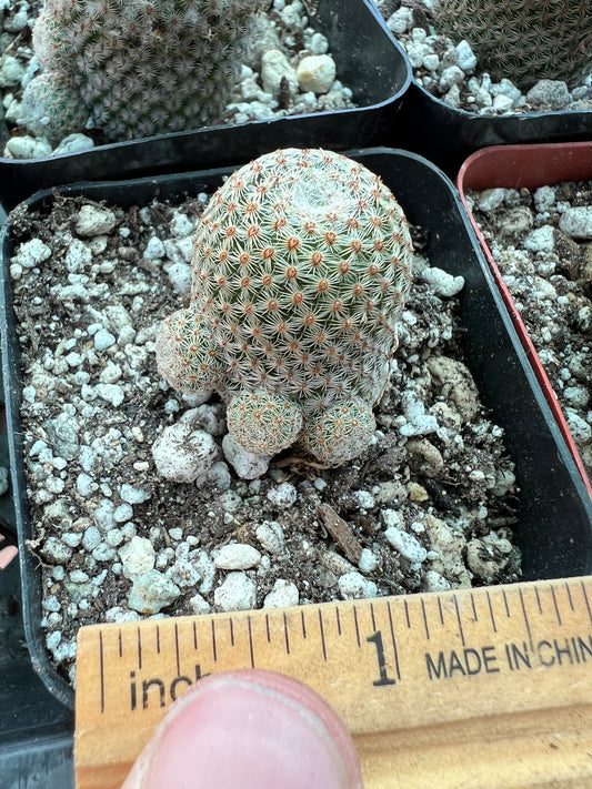 Mammillaria crucigera v. Tlalocii rare cactus, choose your plant 60$ size