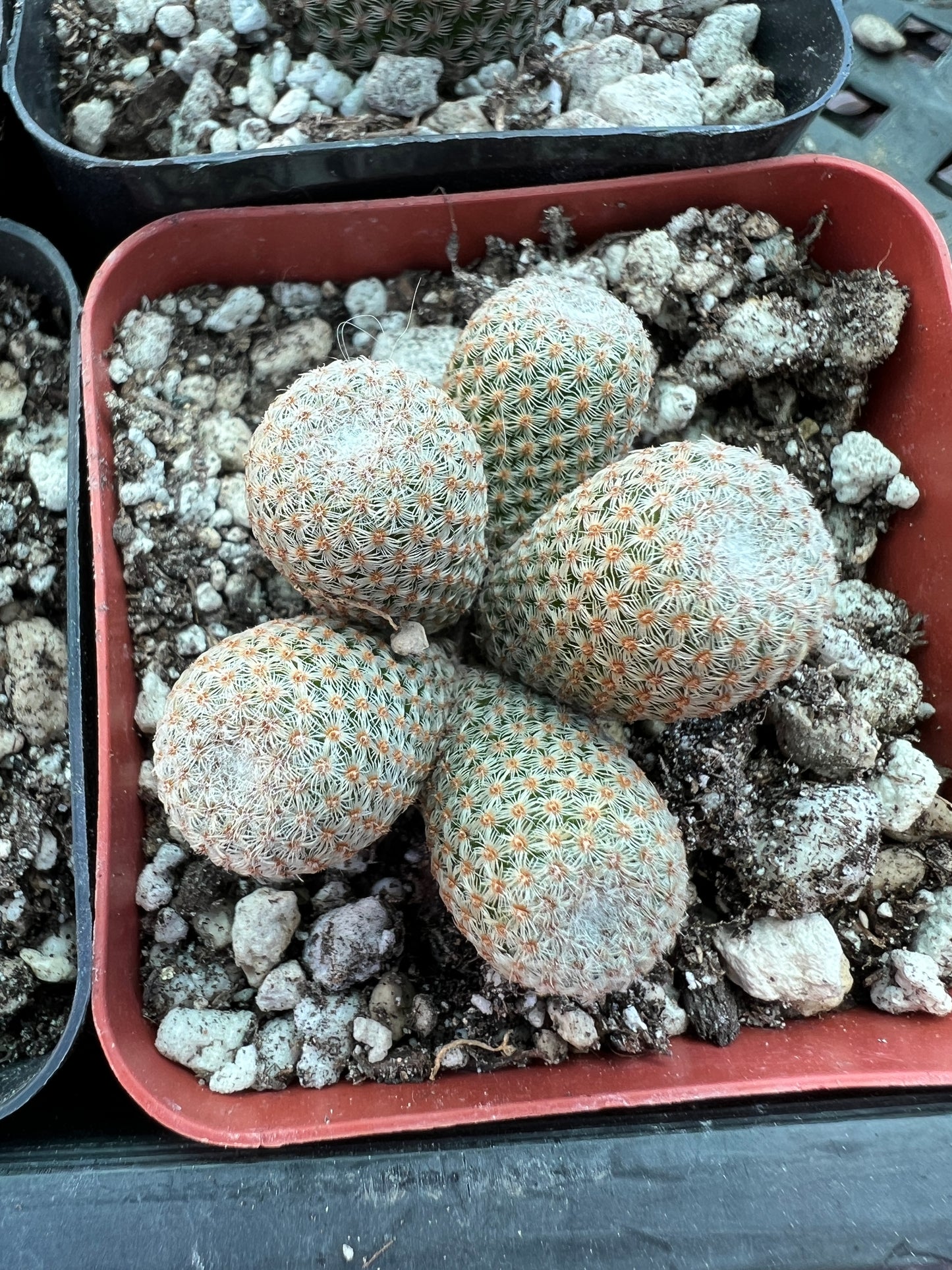 Mammillaria crucigera v. Tlalocii rare cactus, choose your plant 60$ size