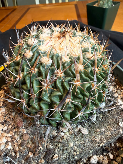 Stenocactus crispatus large plant from collection 119