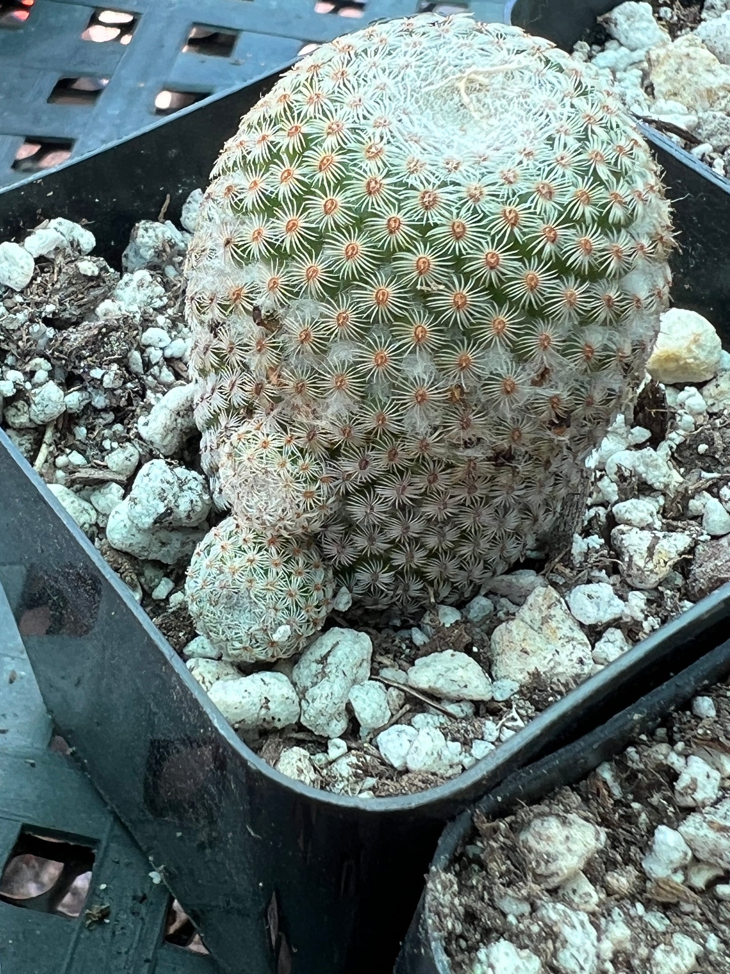 Mammillaria crucigera v. Tlalocii rare cactus, choose your plant 60$ size