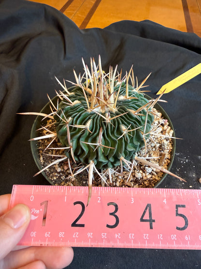 Stenocactus phyllacanthus big plant 120