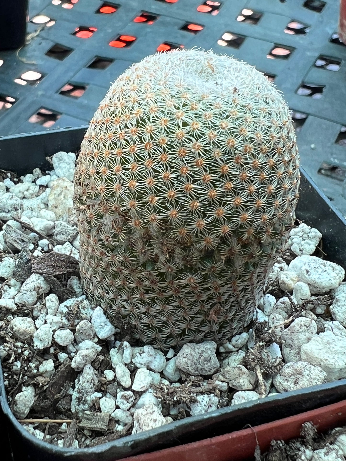 Mammillaria crucigera v. Tlalocii rare cactus, choose your plant 60$ size