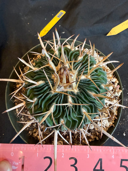 Stenocactus phyllacanthus big plant 120