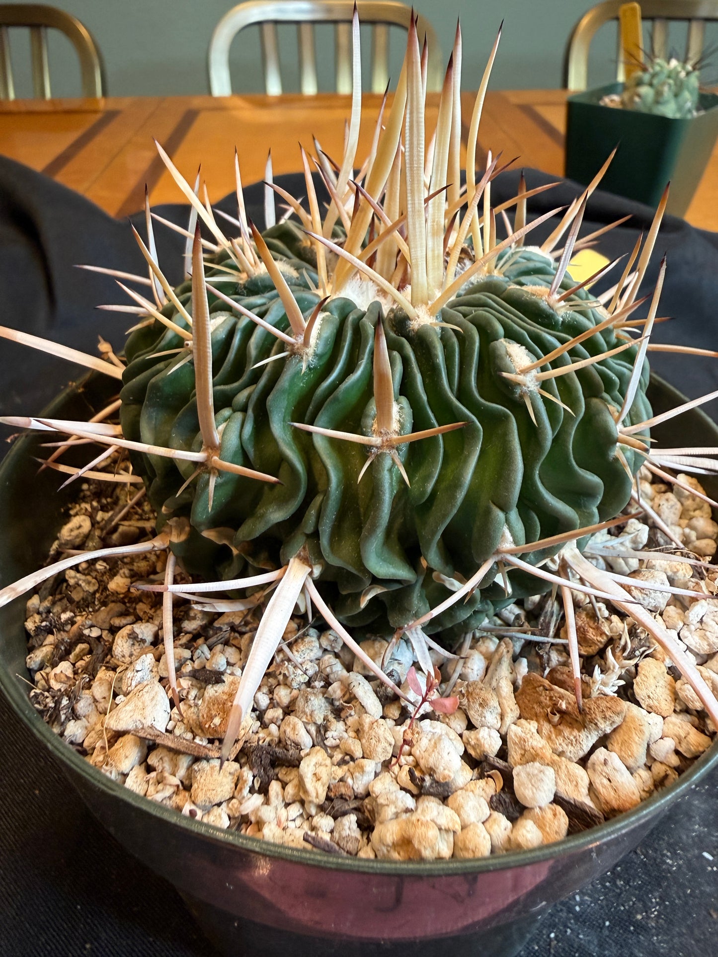 Stenocactus phyllacanthus big plant 120