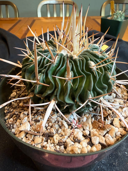 Stenocactus phyllacanthus big plant 120
