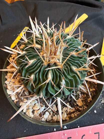 Stenocactus phyllacanthus big plant 120