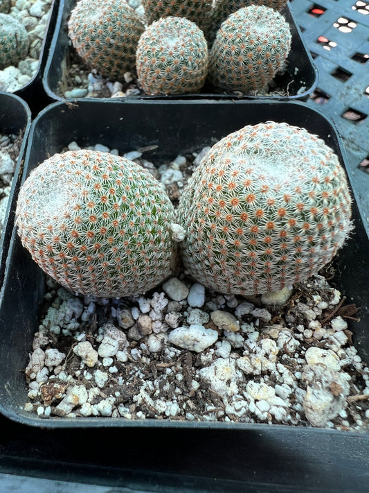 Mammillaria Tlalocii rare cactus, 69$ size choose your plant