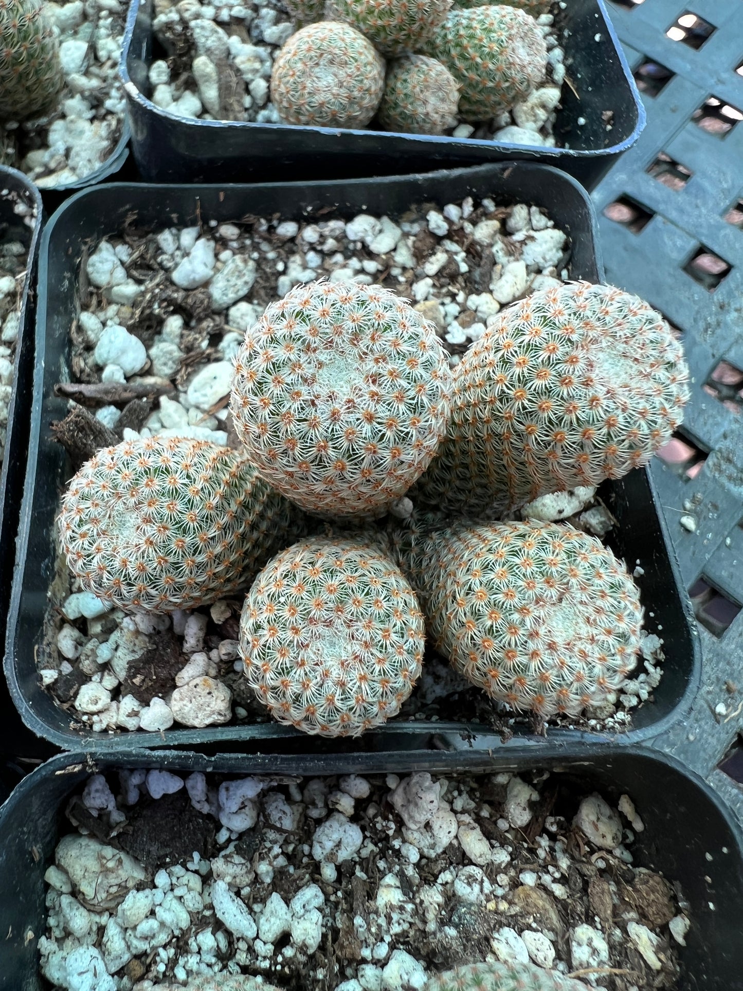 Mammillaria Tlalocii rare cactus, 69$ size choose your plant