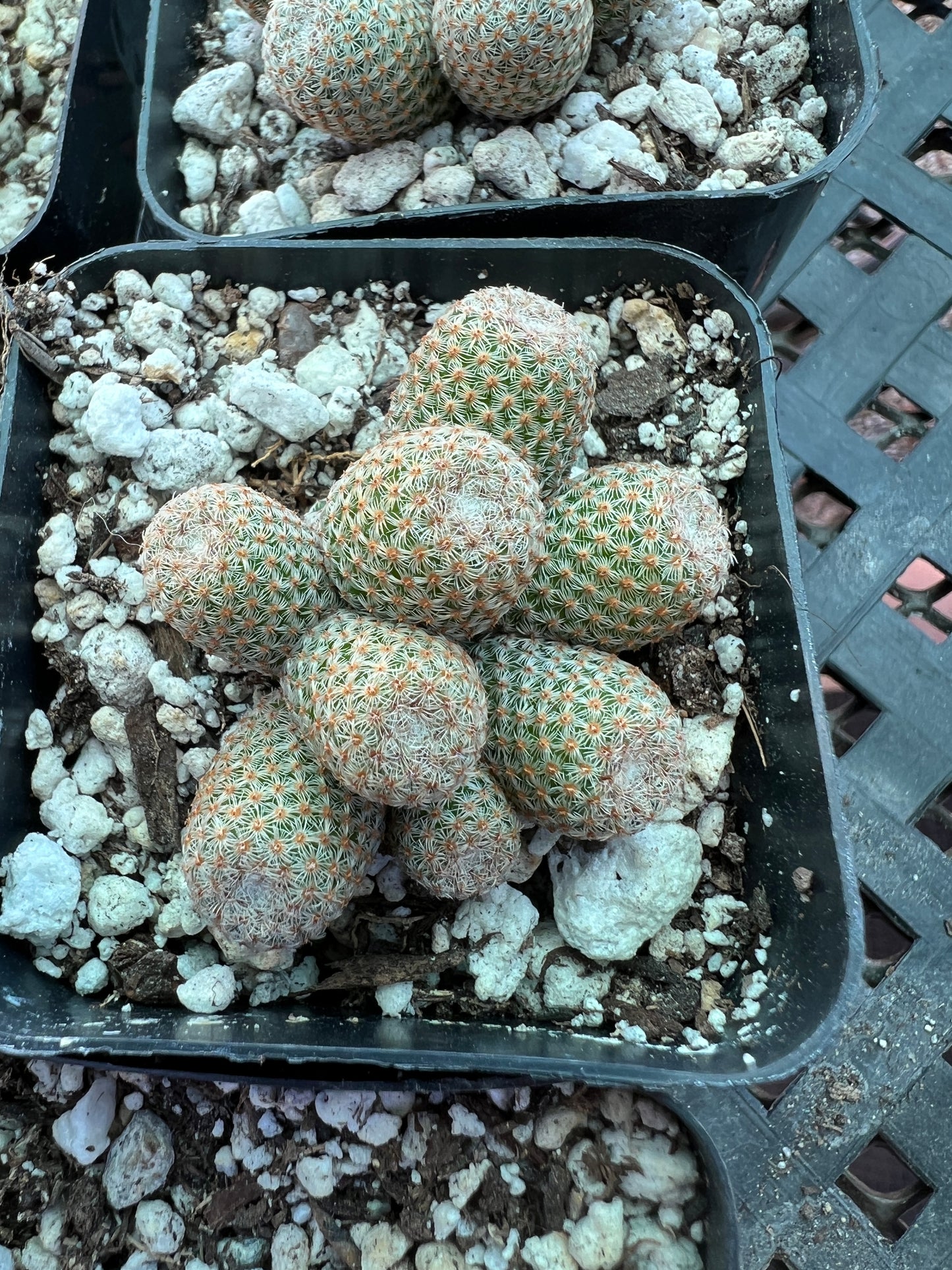 Mammillaria Tlalocii rare cactus, 69$ size choose your plant