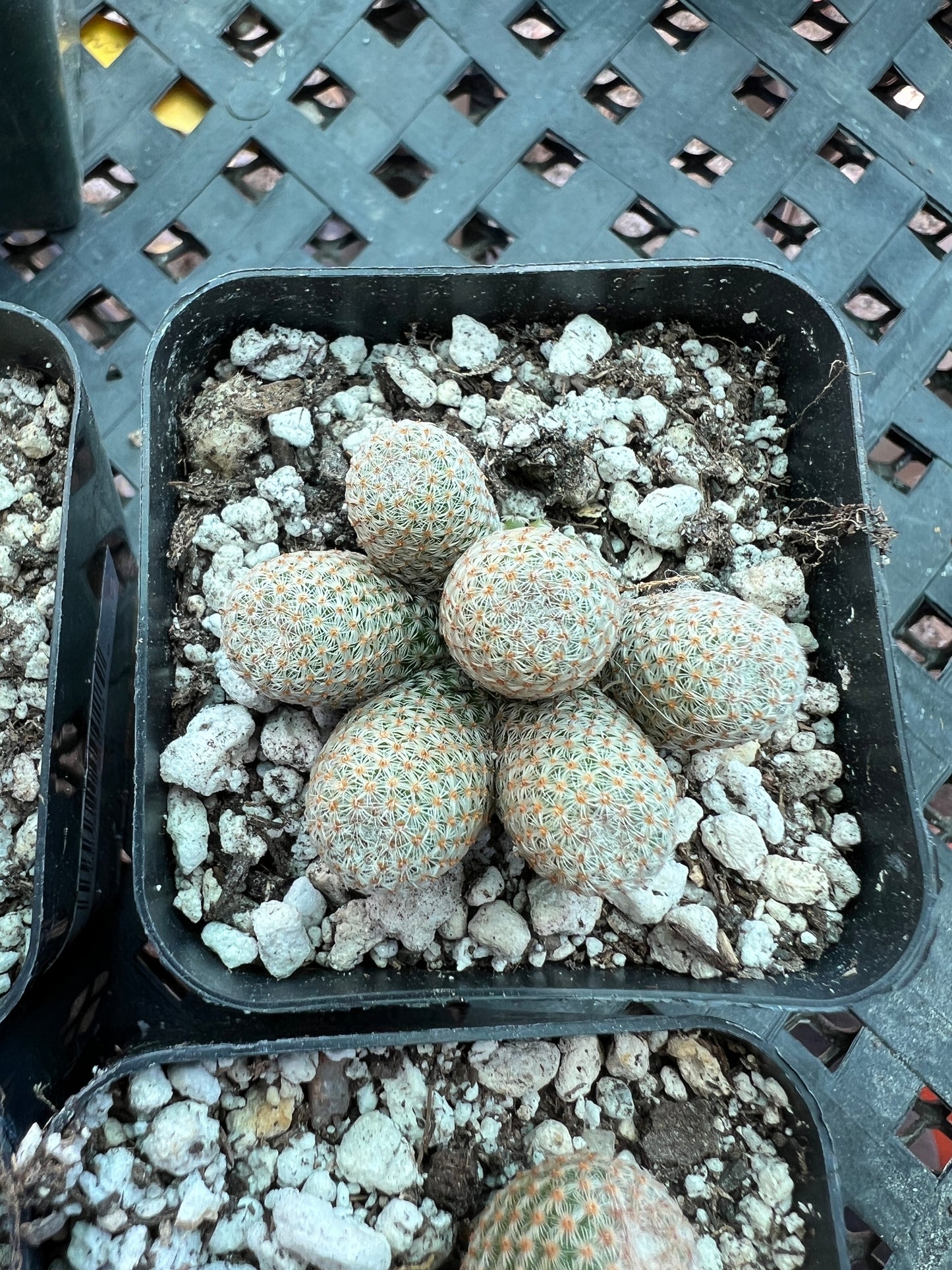 Mammillaria Tlalocii rare cactus, 69$ size choose your plant