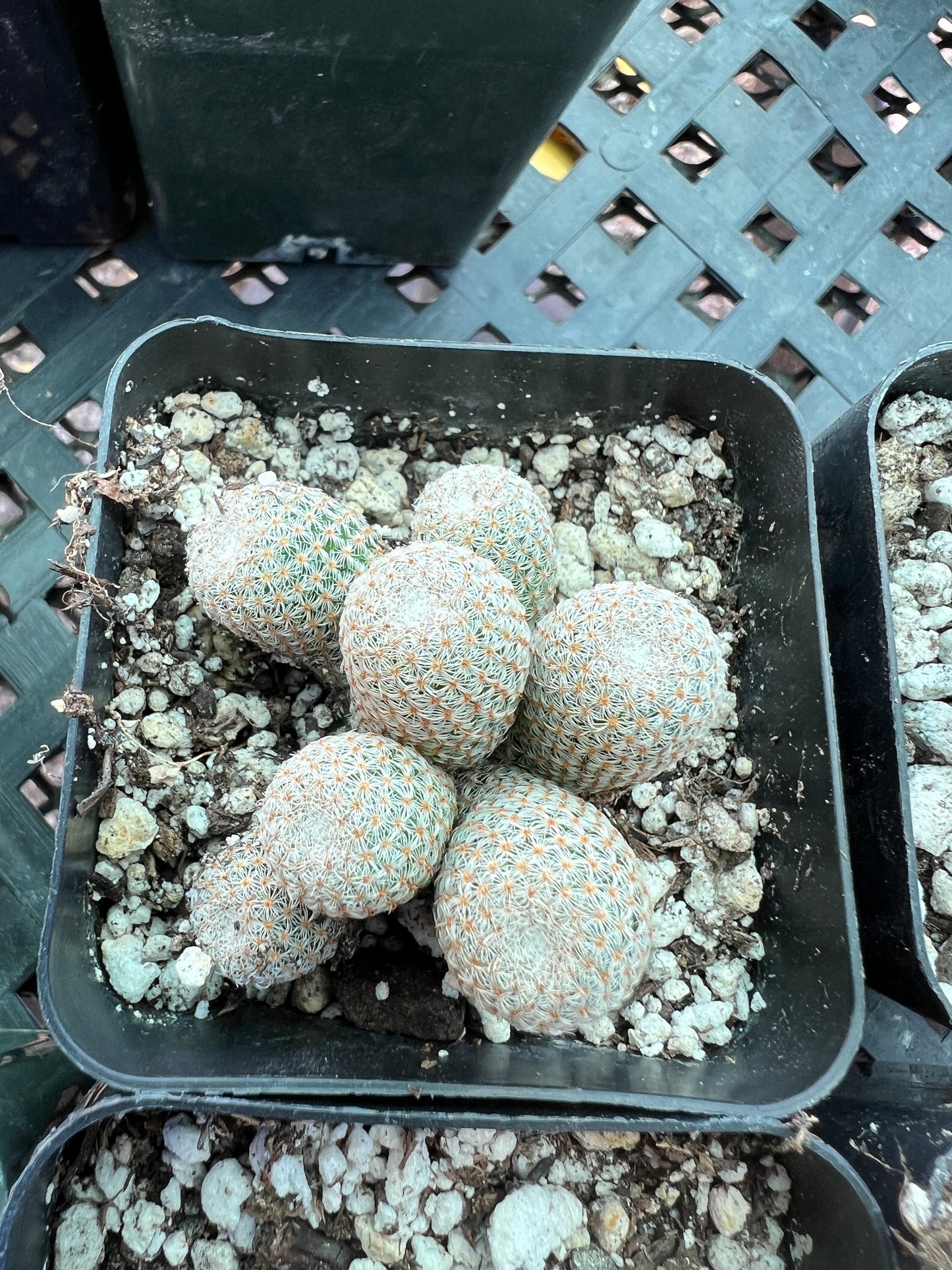 Mammillaria Tlalocii rare cactus, 69$ size choose your plant