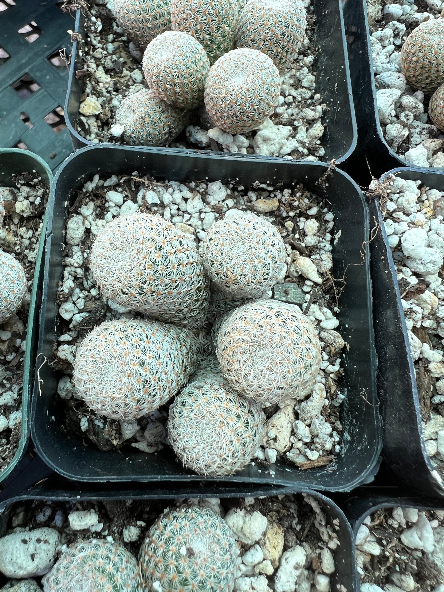 Mammillaria Tlalocii rare cactus, 69$ size choose your plant