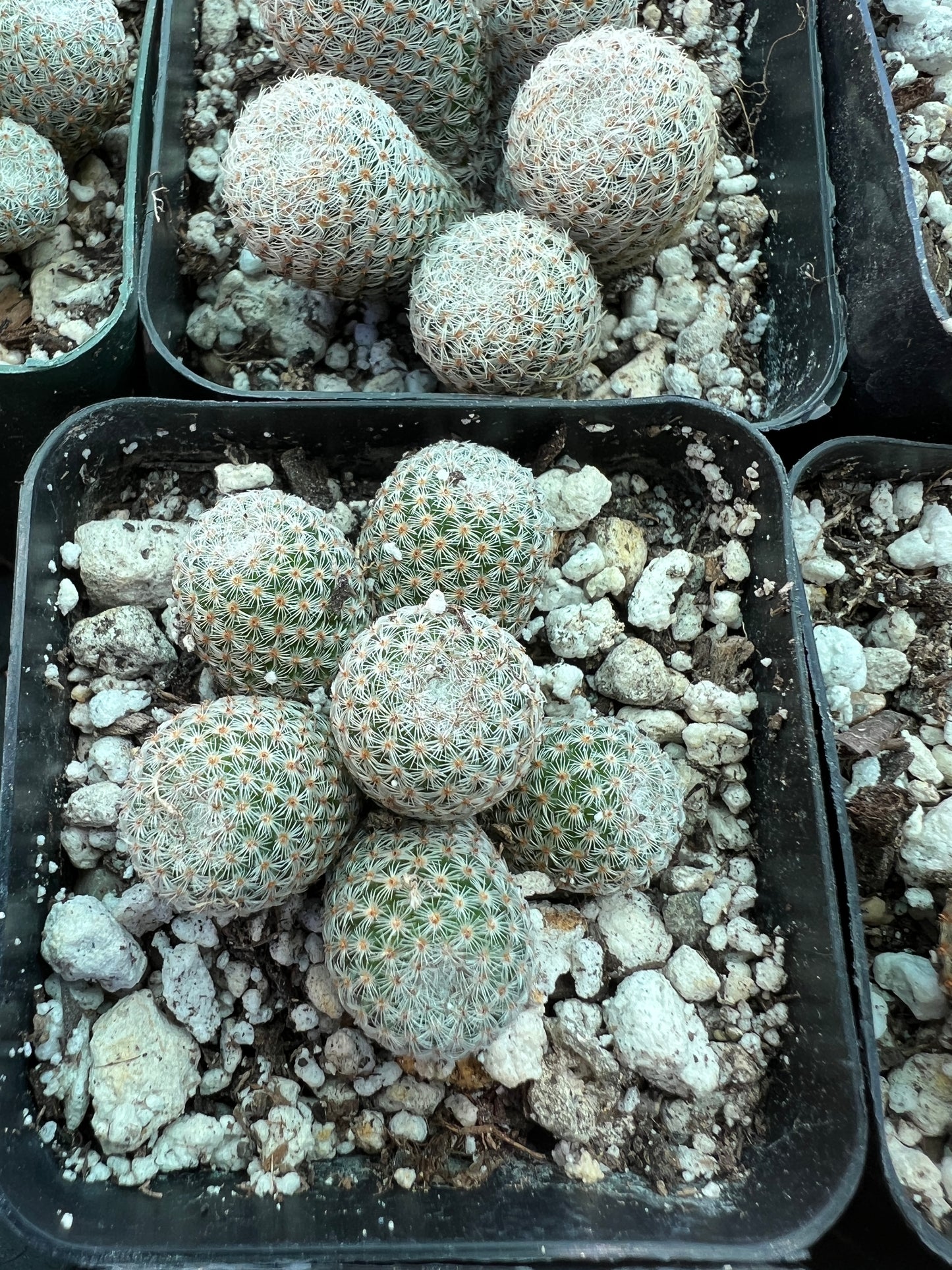 Mammillaria Tlalocii rare cactus, 69$ size choose your plant