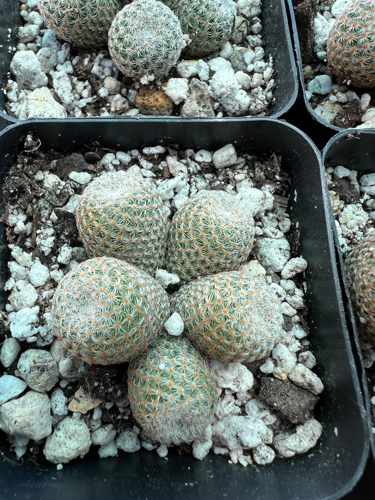 Mammillaria Tlalocii rare cactus, 69$ size choose your plant