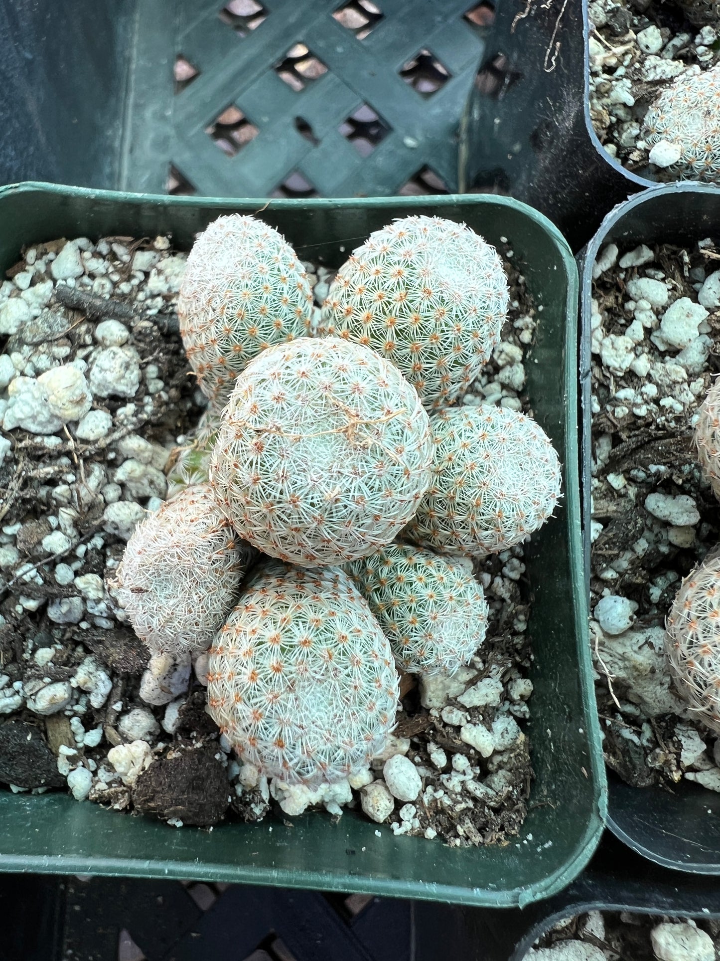 Mammillaria Tlalocii rare cactus, 69$ size choose your plant