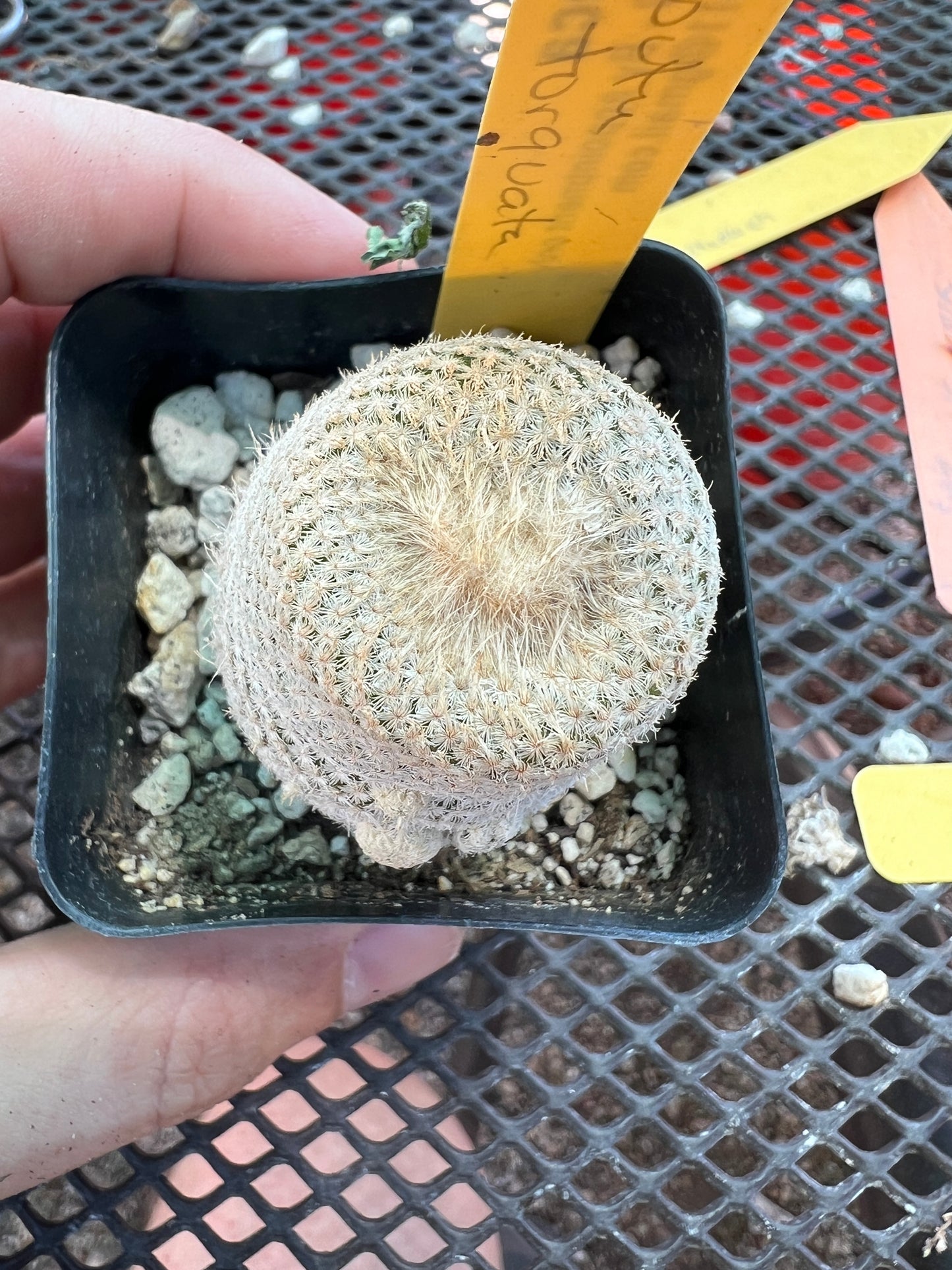 Epithelantha bokei rare cactus with pups coming #2