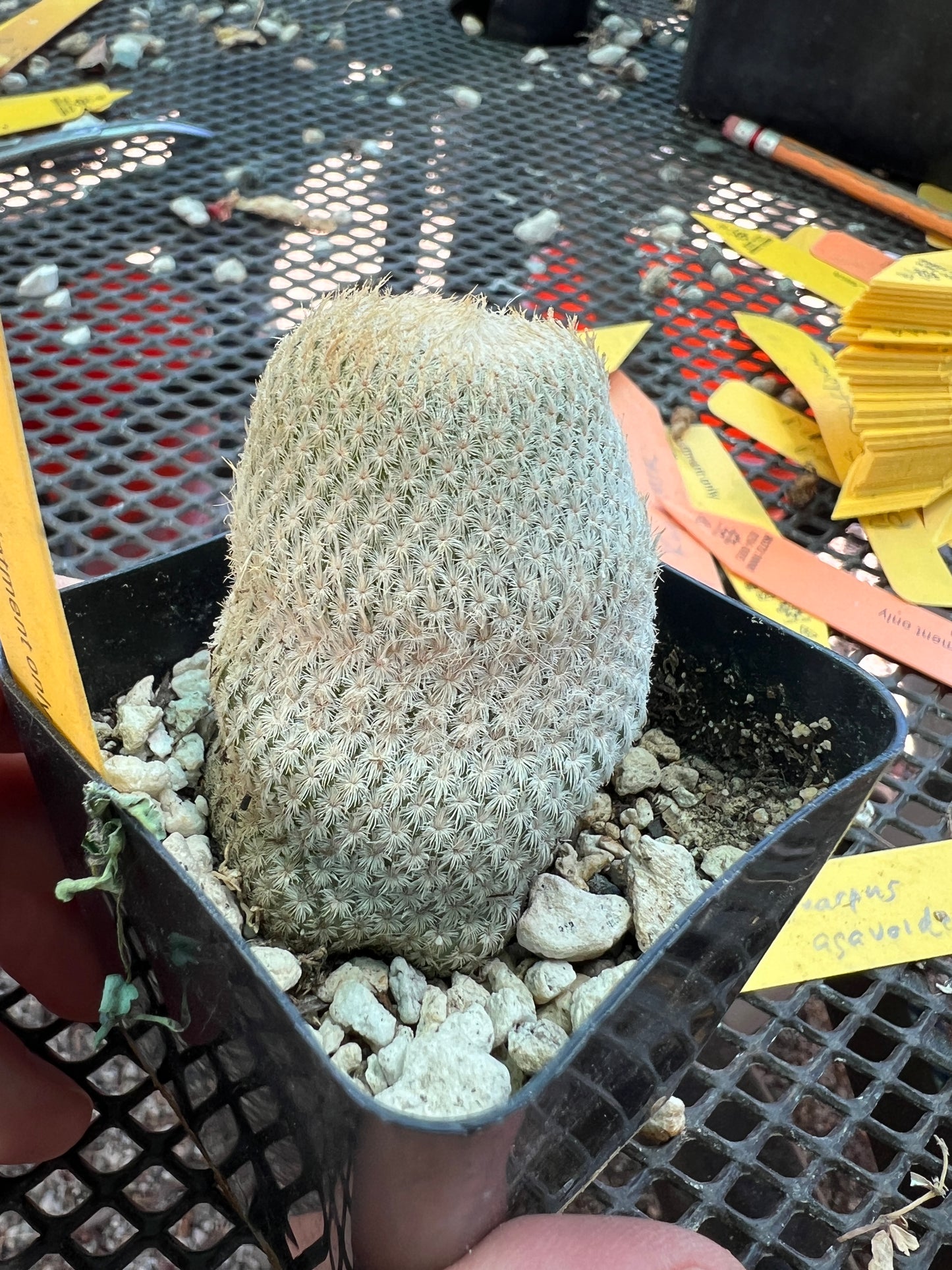 Epithelantha bokei rare cactus with pups coming #2