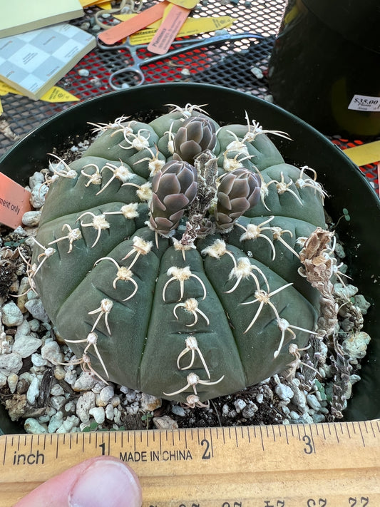 Gymnocalycium triacanthum cactus in 6 inch pot largest we got