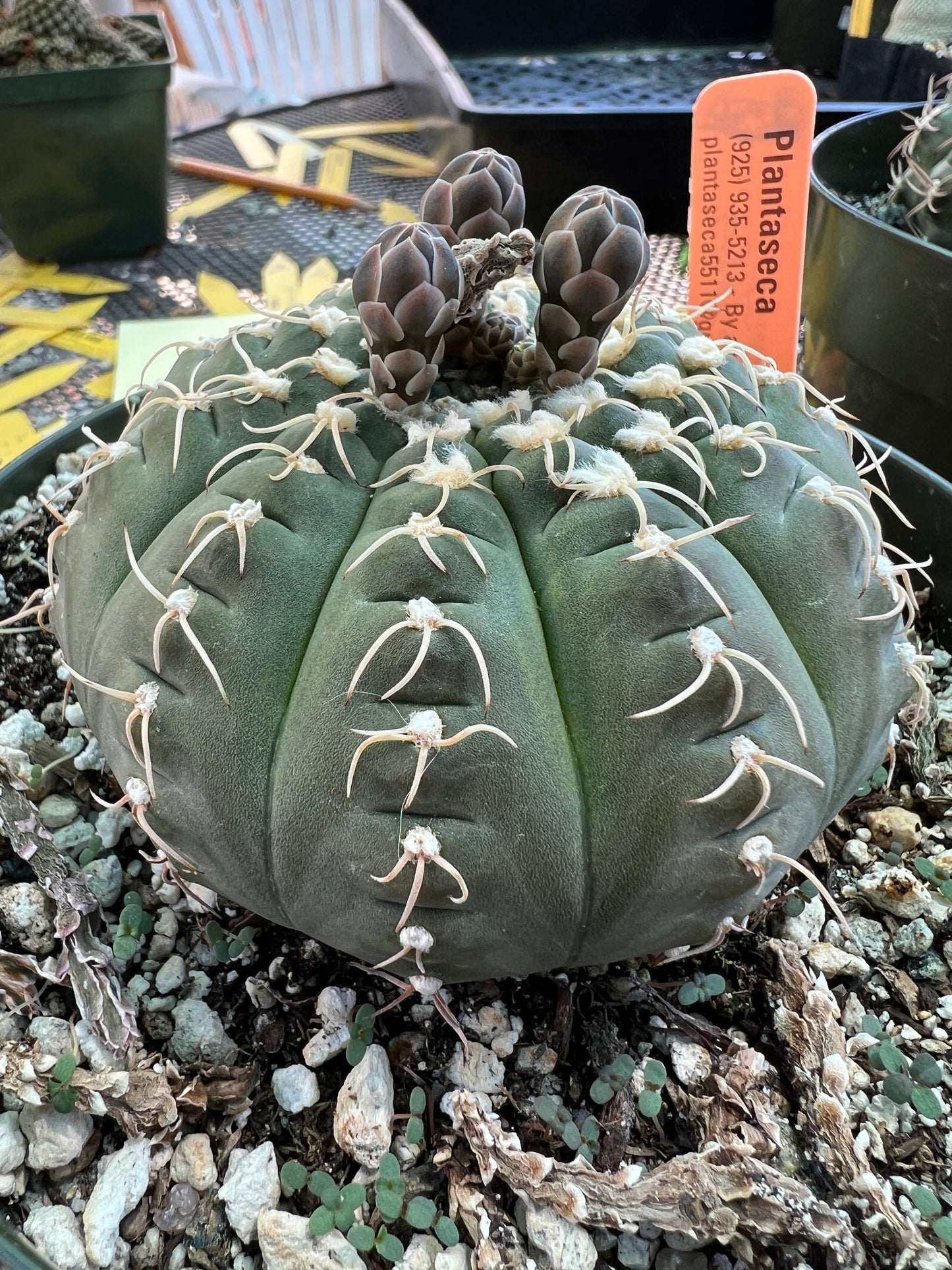 Gymnocalycium triacanthum cactus in 6 inch pot largest we got