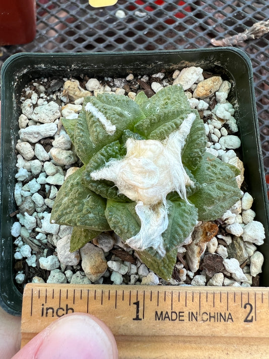 Ariocarpus fissuratus cactus cheap deal #1