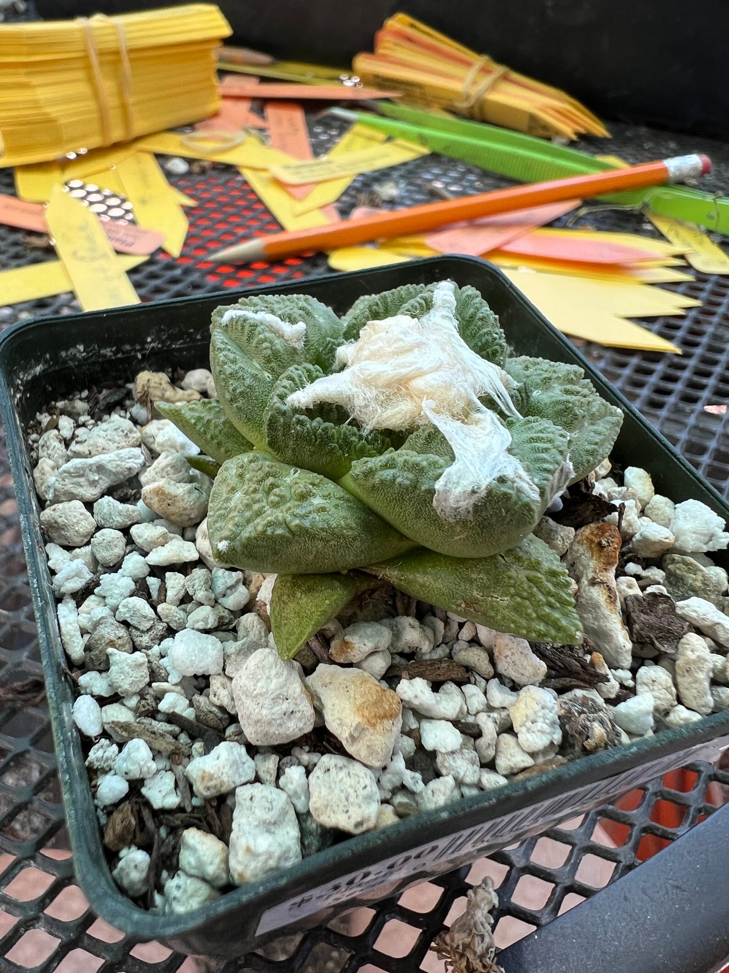 Ariocarpus fissuratus cactus cheap deal #1