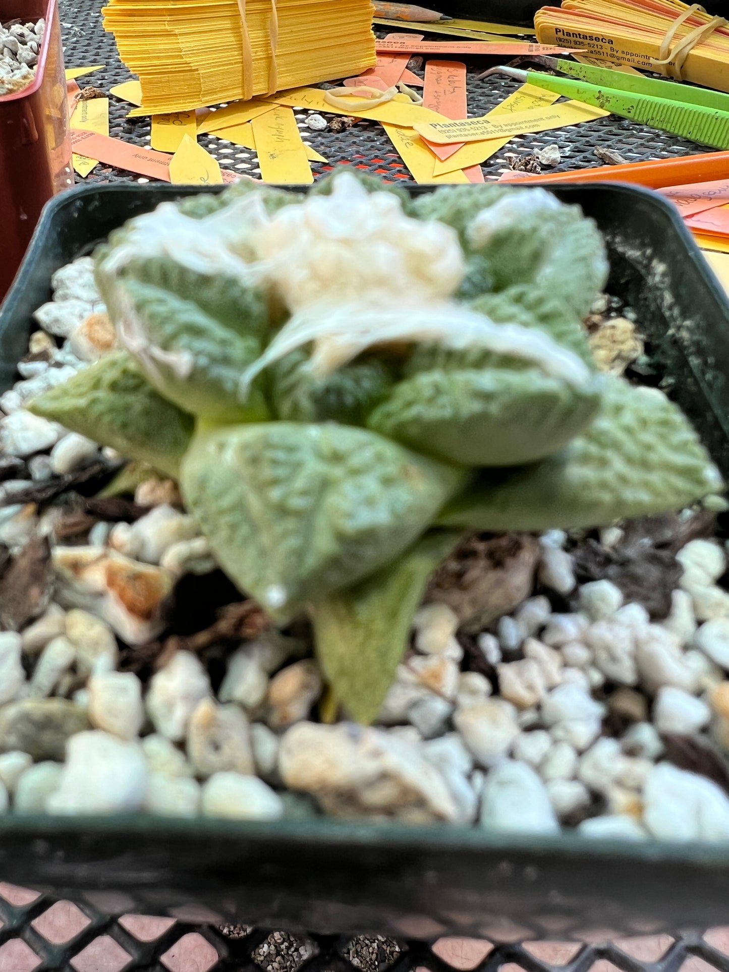 Ariocarpus fissuratus cactus cheap deal #1