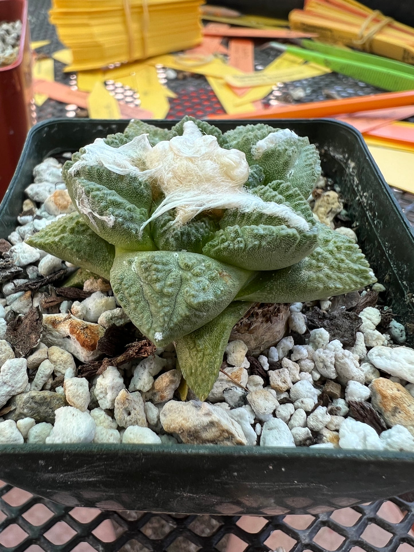 Ariocarpus fissuratus cactus cheap deal #1