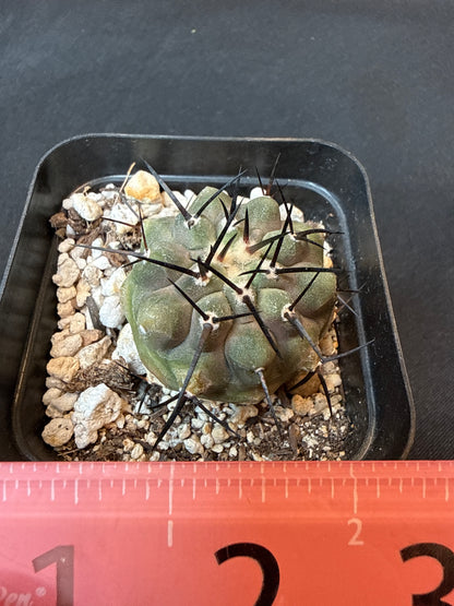 Copiapoa cinerea rare cactus 150