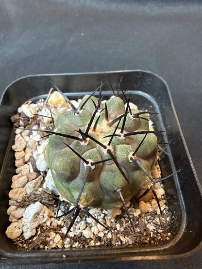 Copiapoa cinerea rare cactus 150