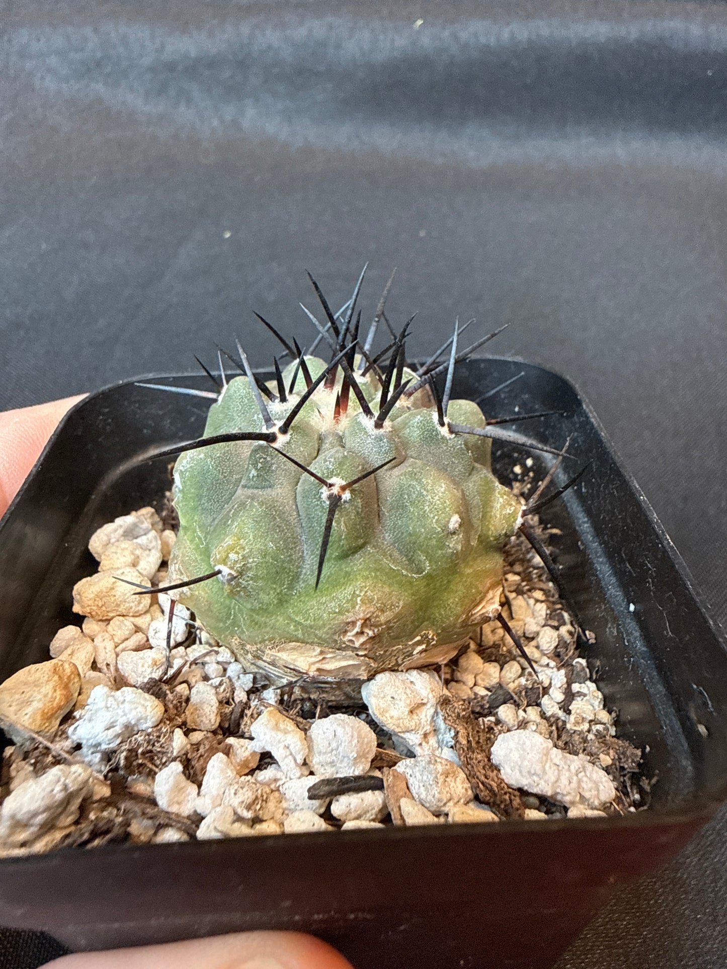Copiapoa cinerea rare cactus 150