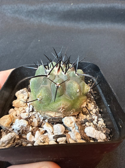 Copiapoa cinerea rare cactus 150