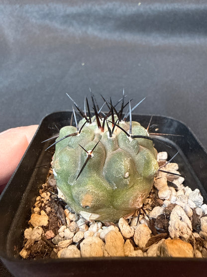 Copiapoa cinerea rare cactus 150