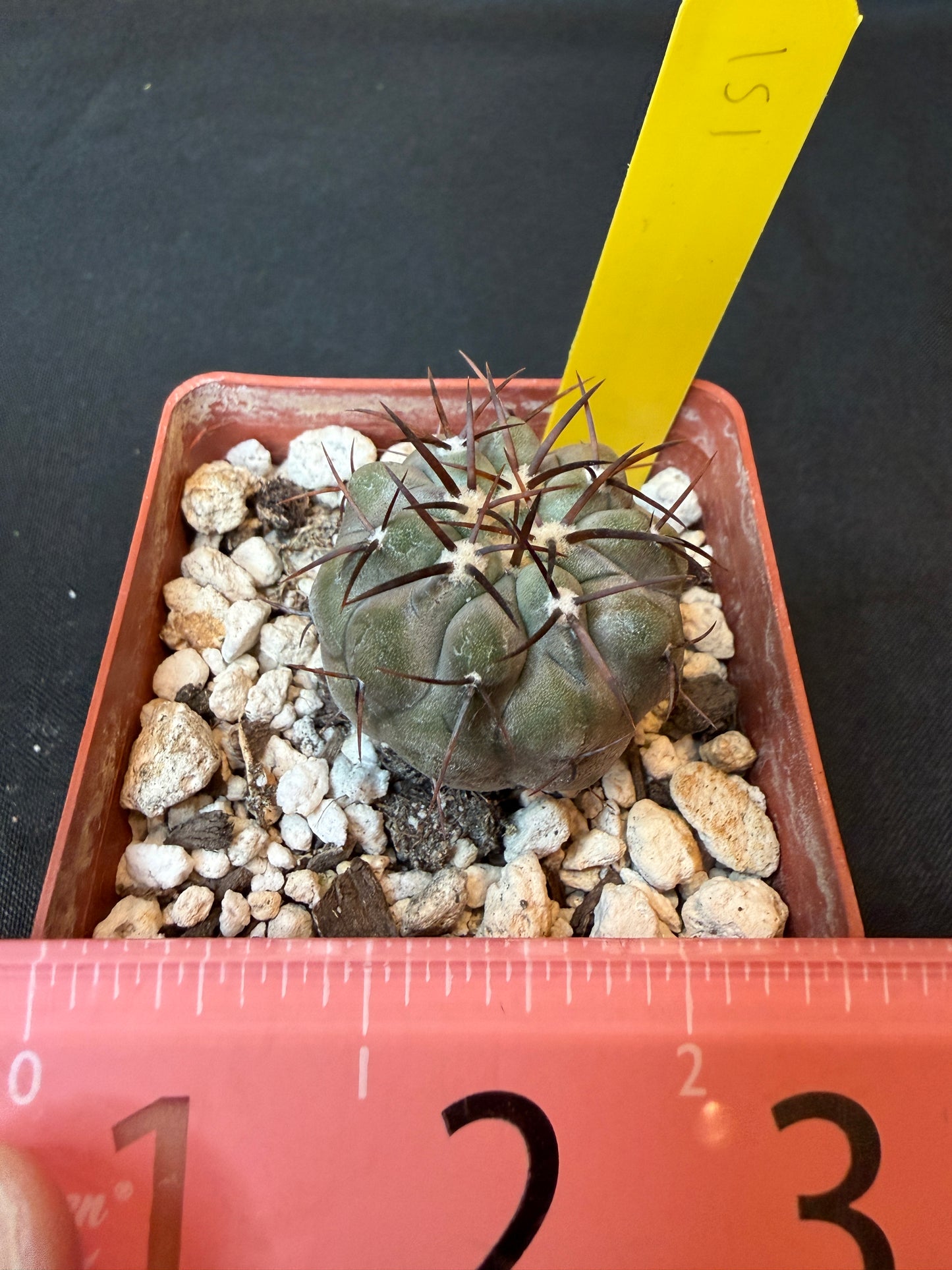 Copiapoa cinerea albispina rare cactus 151