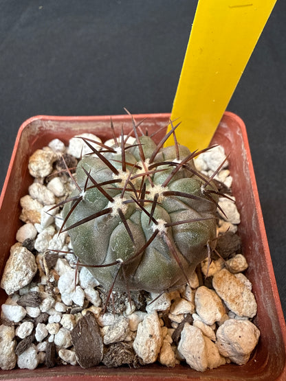 Copiapoa cinerea albispina rare cactus 151
