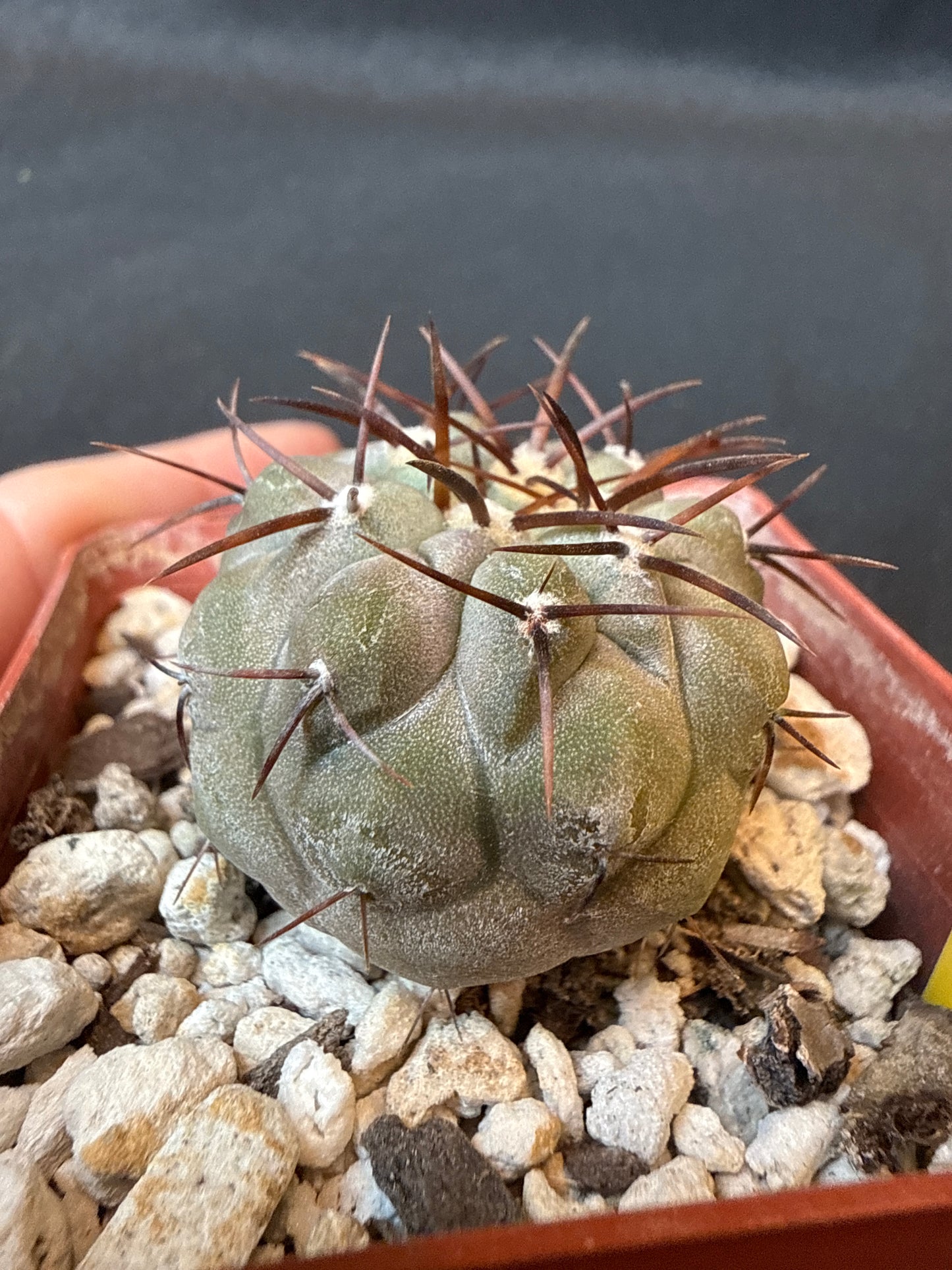 Copiapoa cinerea albispina rare cactus 151