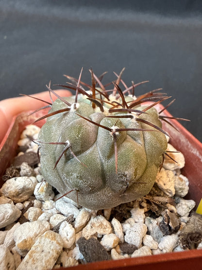 Copiapoa cinerea albispina rare cactus 151