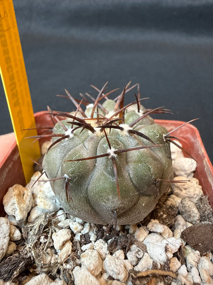 Copiapoa cinerea albispina rare cactus 151