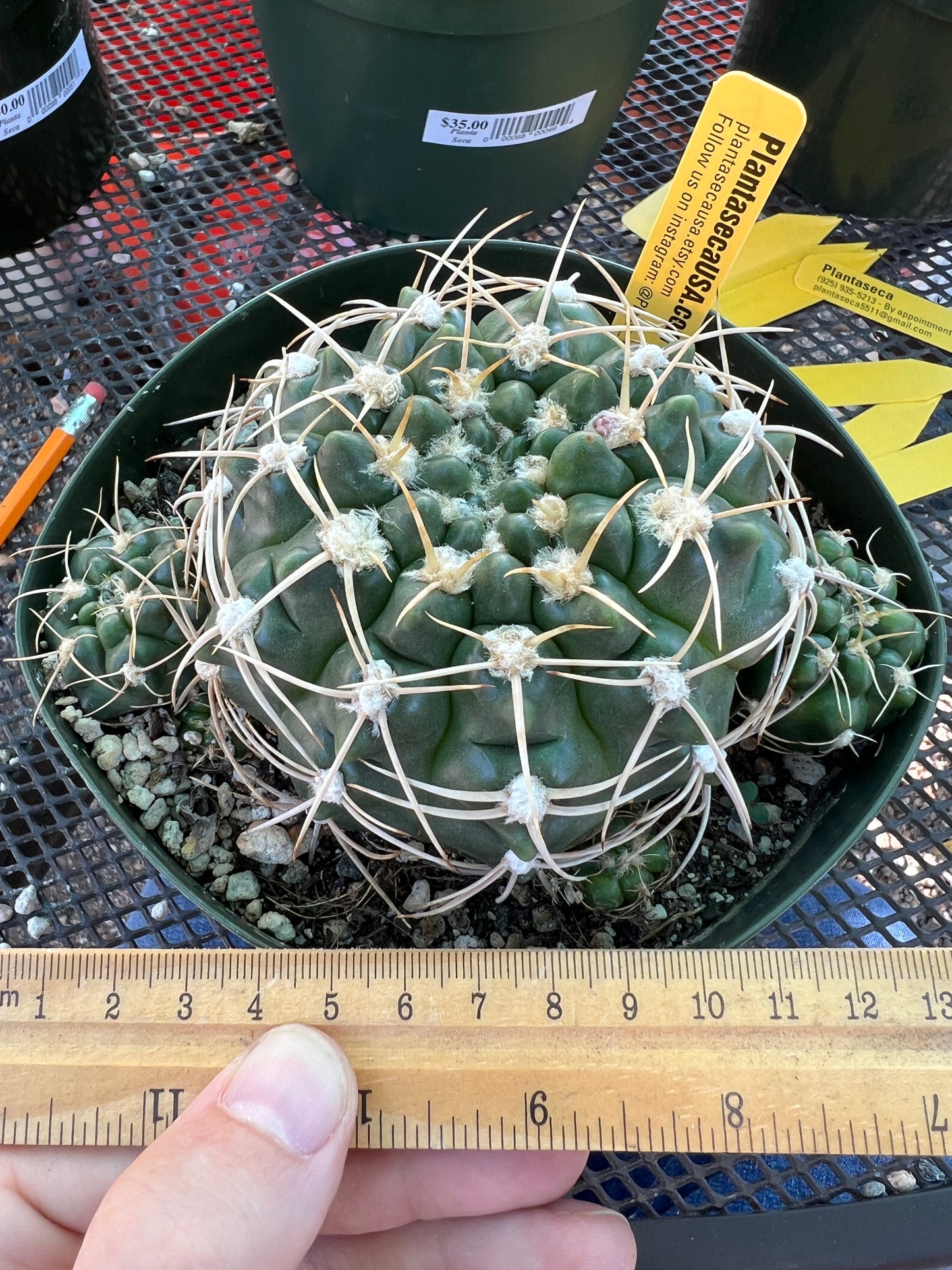 Gymnocalycium leeanum specimen overgrowing 6 inch pot with many pups, has some marks