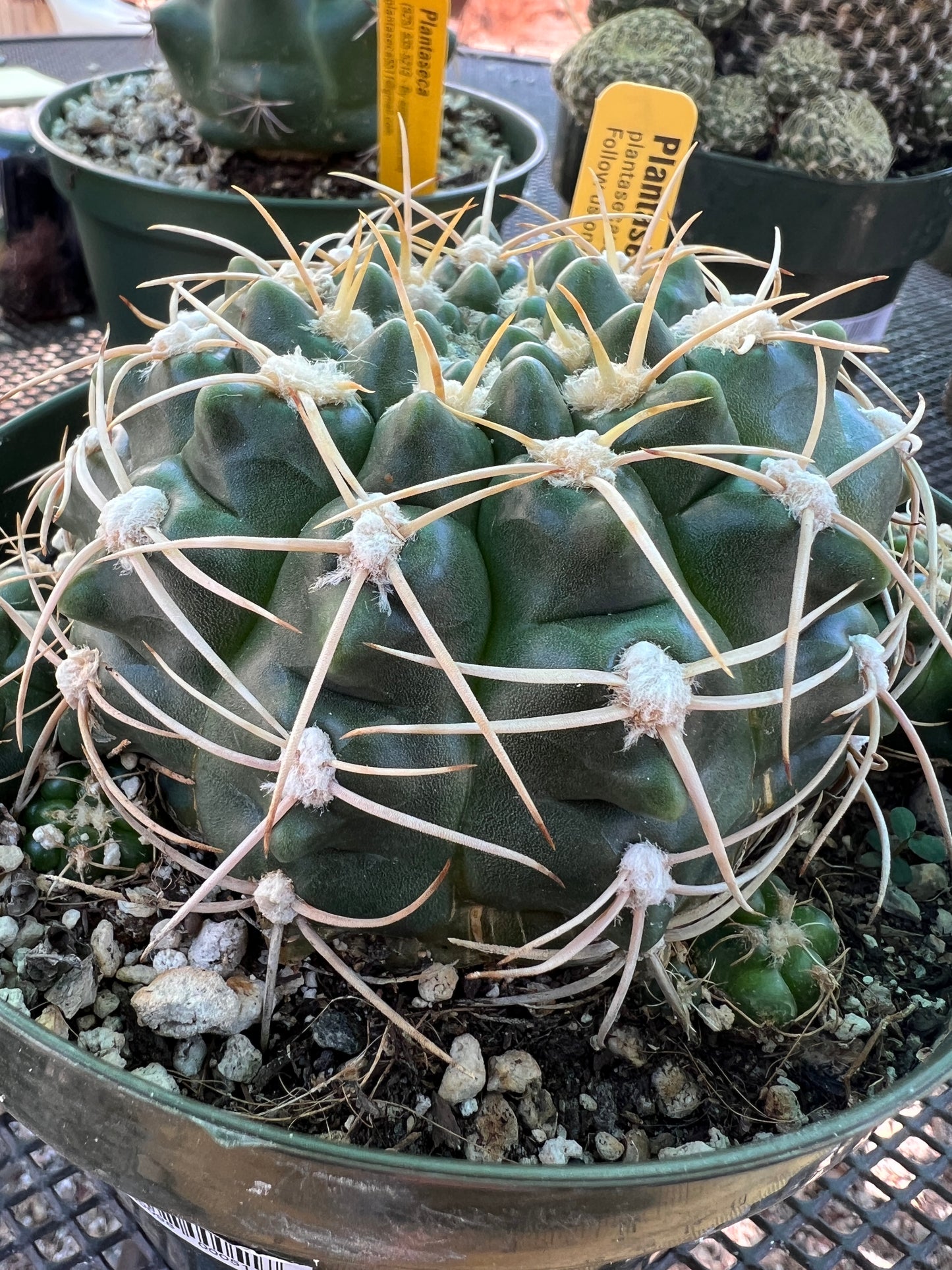 Gymnocalycium leeanum specimen overgrowing 6 inch pot with many pups, has some marks