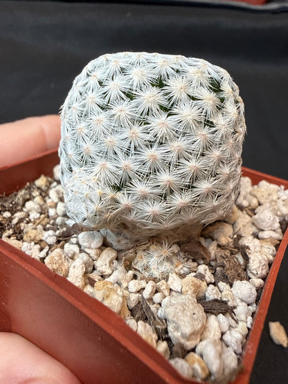 Mammillaria herrerae black diamond Japan seed grown with pups 152