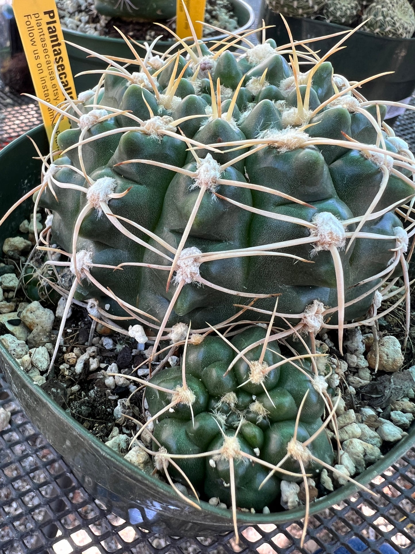 Gymnocalycium leeanum specimen overgrowing 6 inch pot with many pups, has some marks