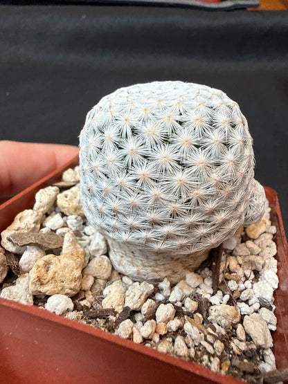Mammillaria herrerae black diamond Japan seed grown with pups 152