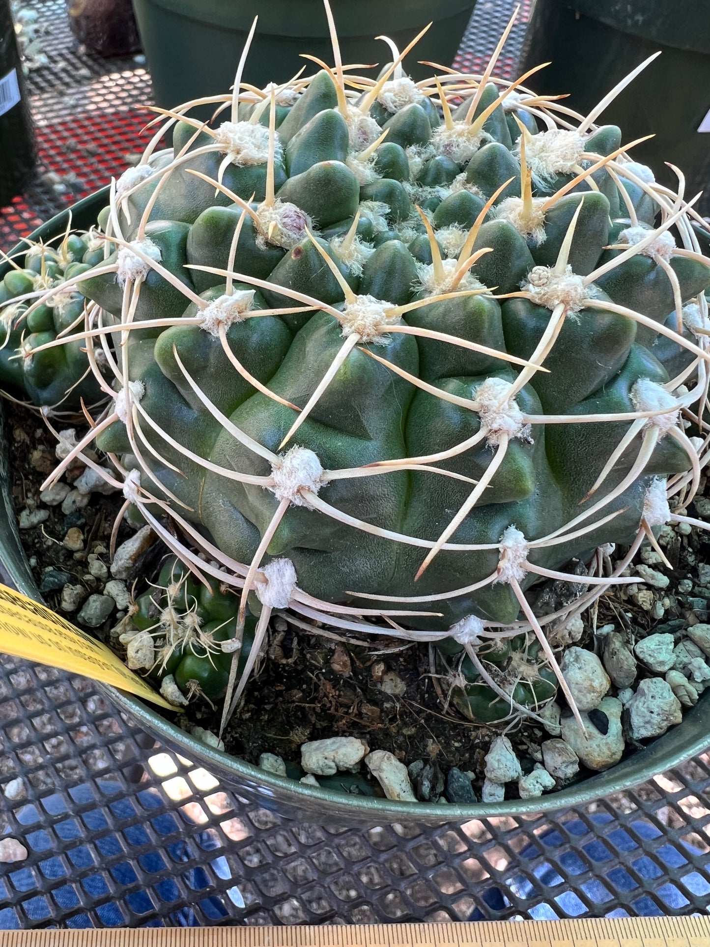 Gymnocalycium leeanum specimen overgrowing 6 inch pot with many pups, has some marks