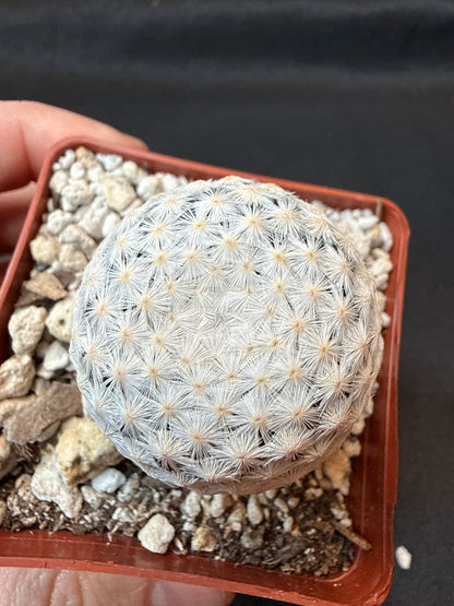 Mammillaria herrerae black diamond Japan seed grown with pups 152