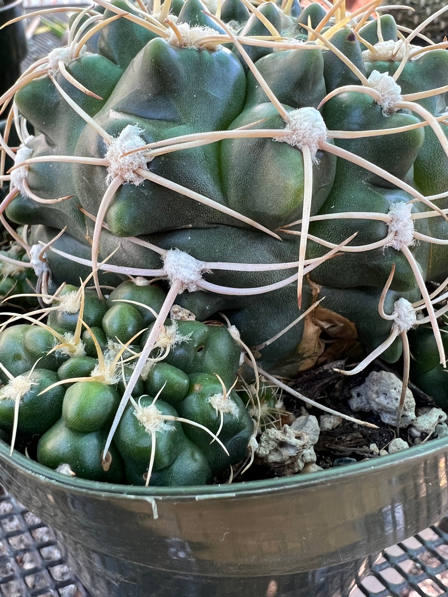 Gymnocalycium leeanum specimen overgrowing 6 inch pot with many pups, has some marks