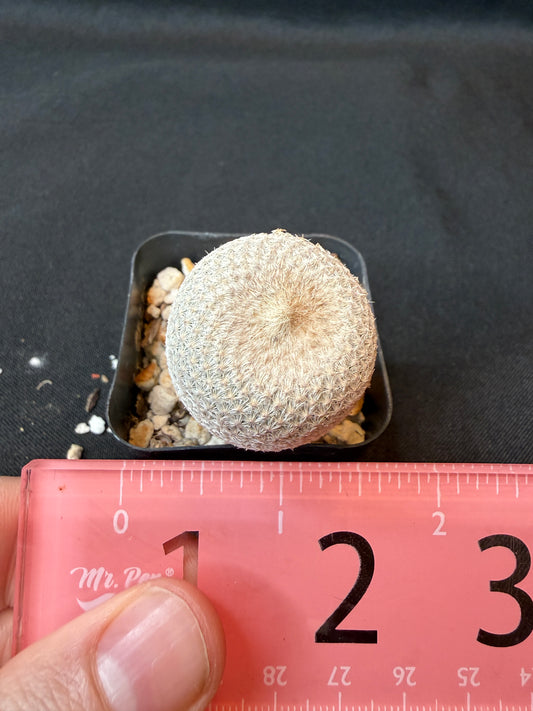 Epithelantha bokei rare plant 153